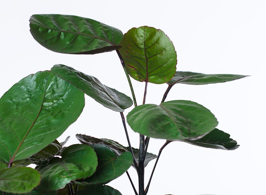 Polyscias fabian