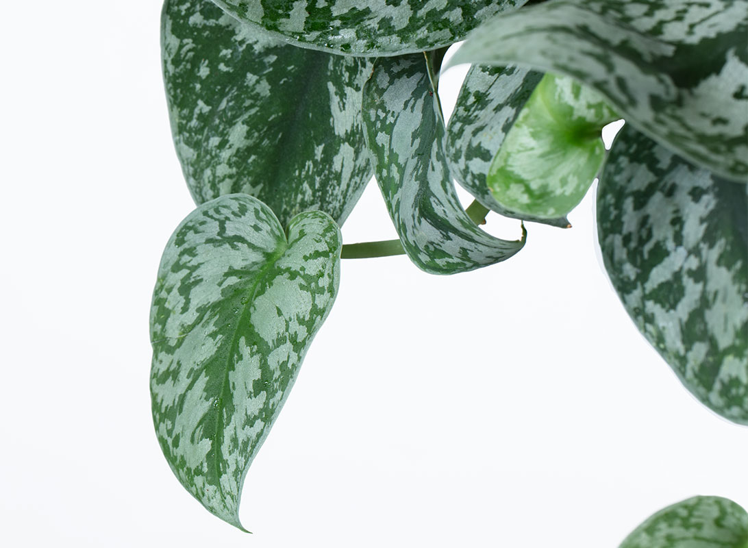 Pothos picta basket