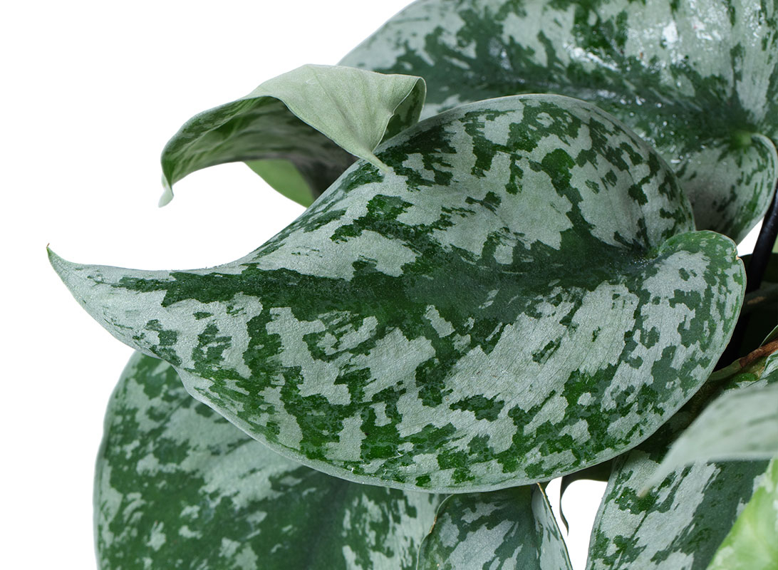Pothos picta basket