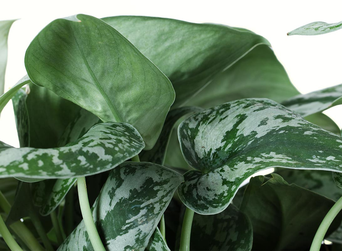 Pothos picta basket