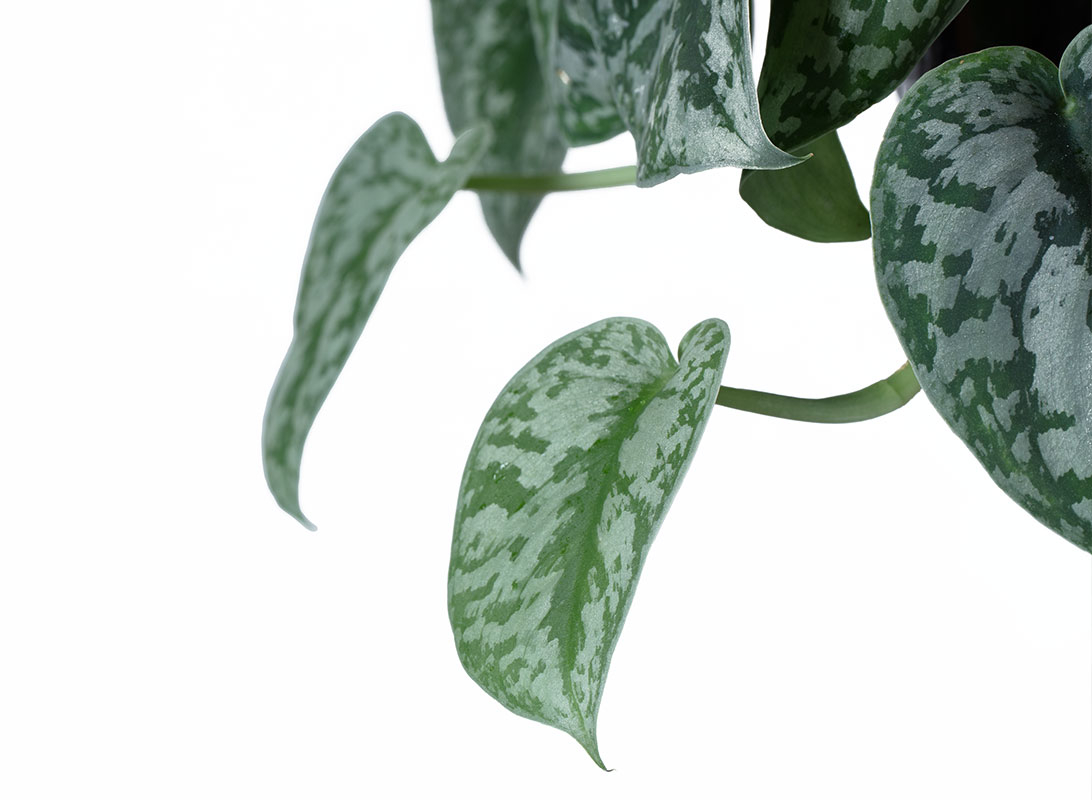 Pothos picta basket