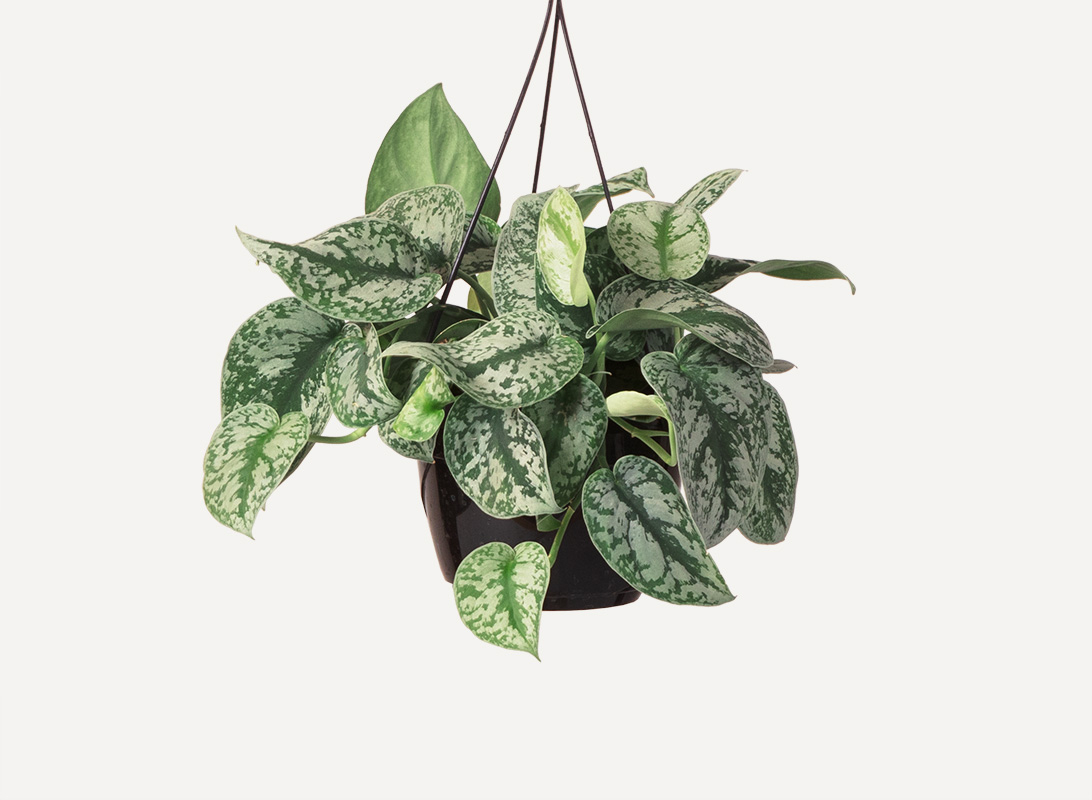 Pothos picta basket