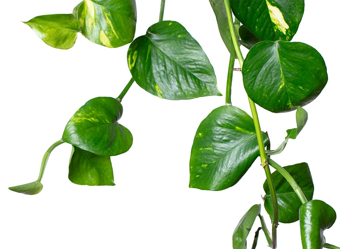 Pothos aurea basket