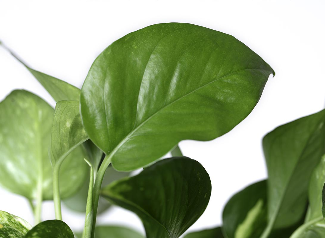 Pothos aurea basket