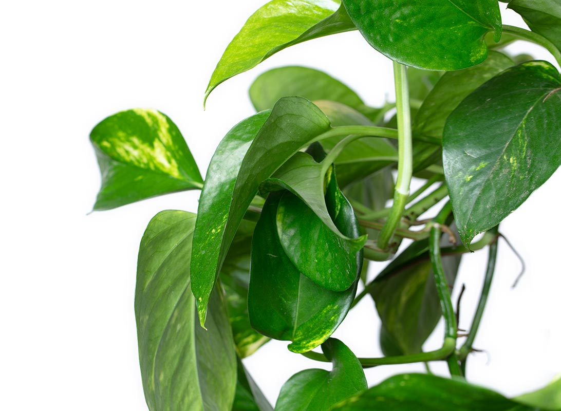 Pothos aurea basket