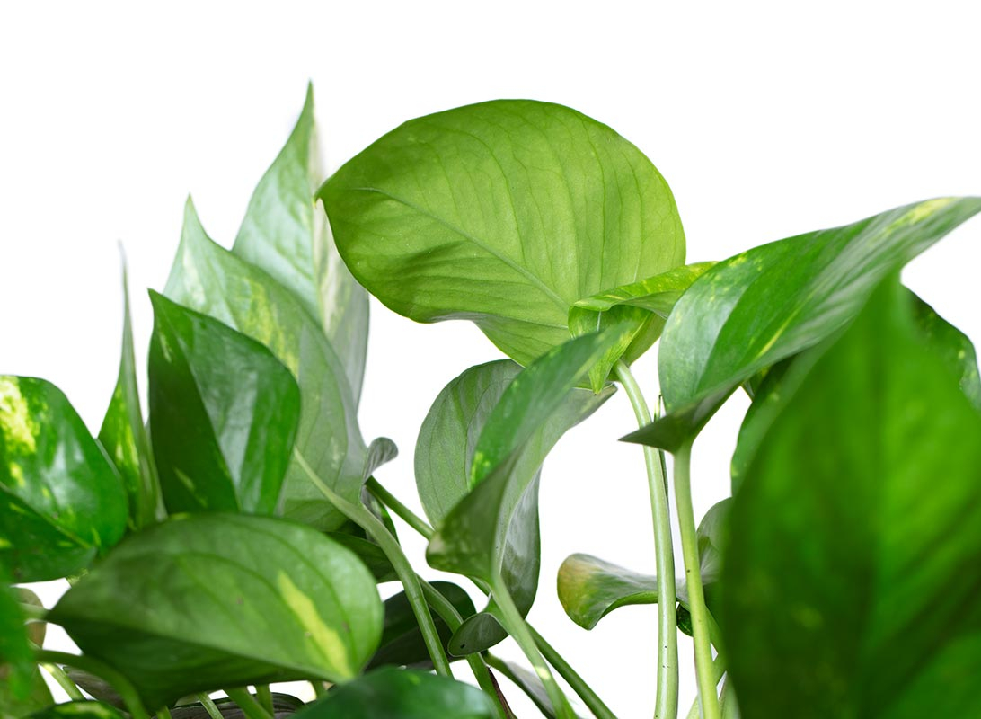 Pothos aurea basket