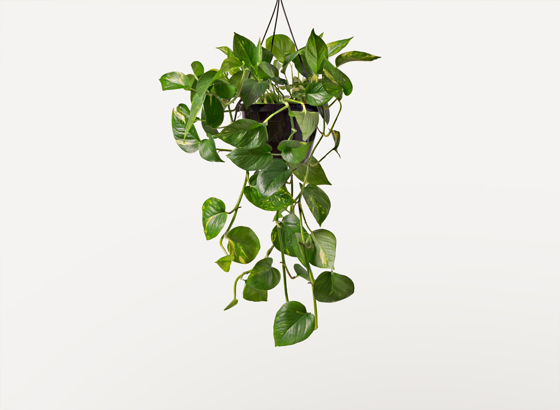 Pothos aurea basket