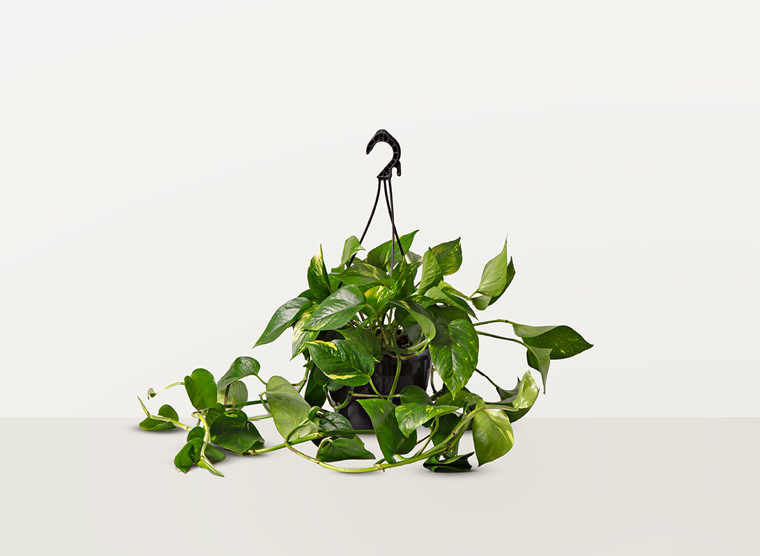 Pothos aurea basket