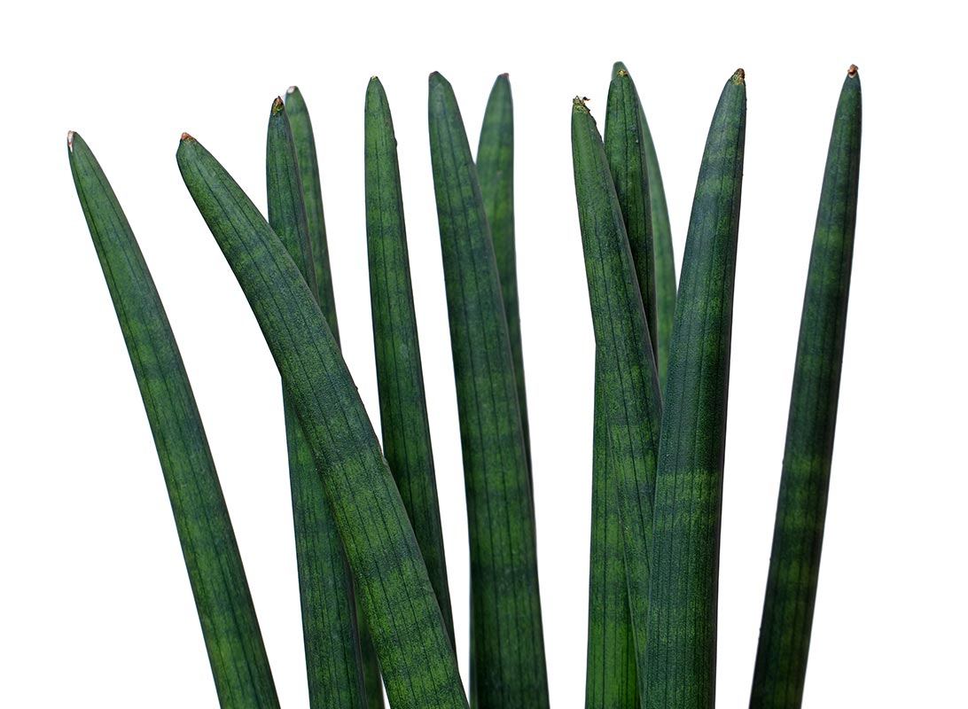 Sanseviera cylindrica