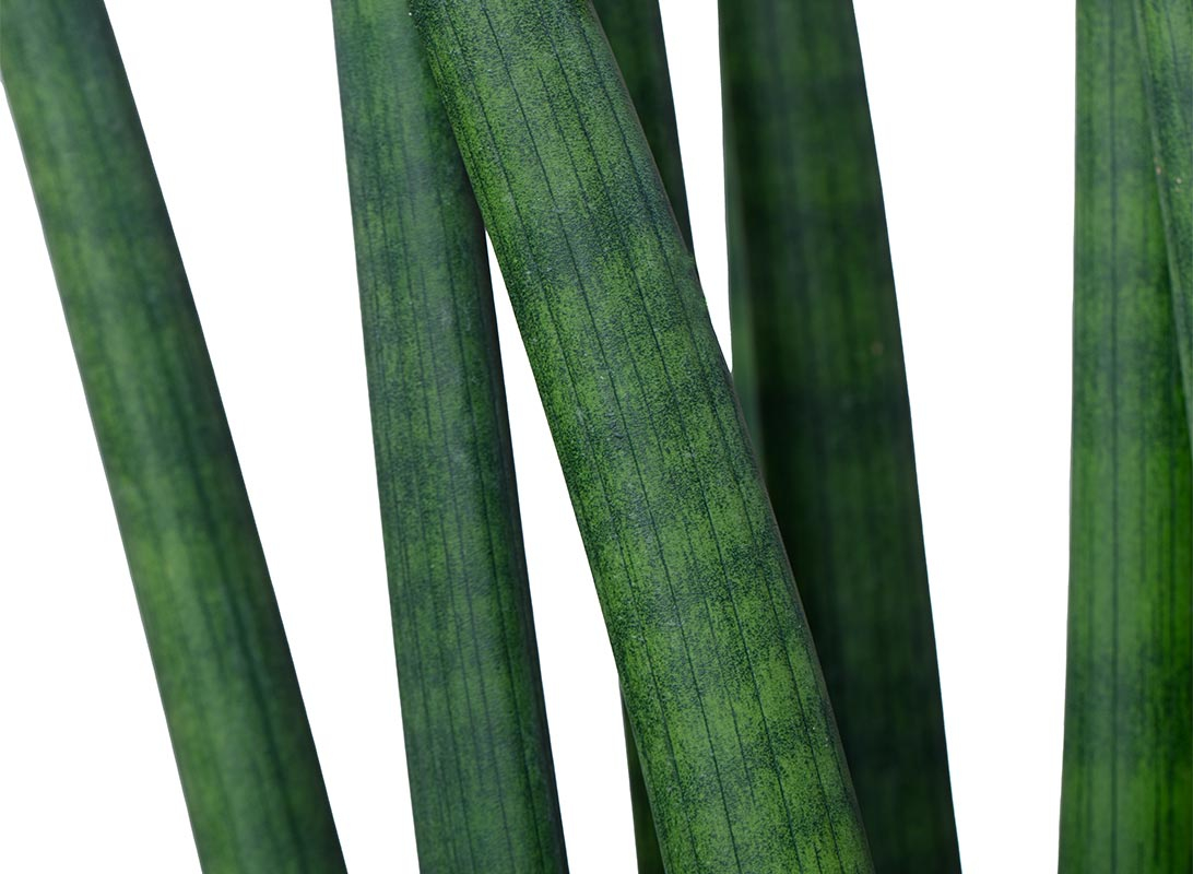 Sanseviera cylindrica