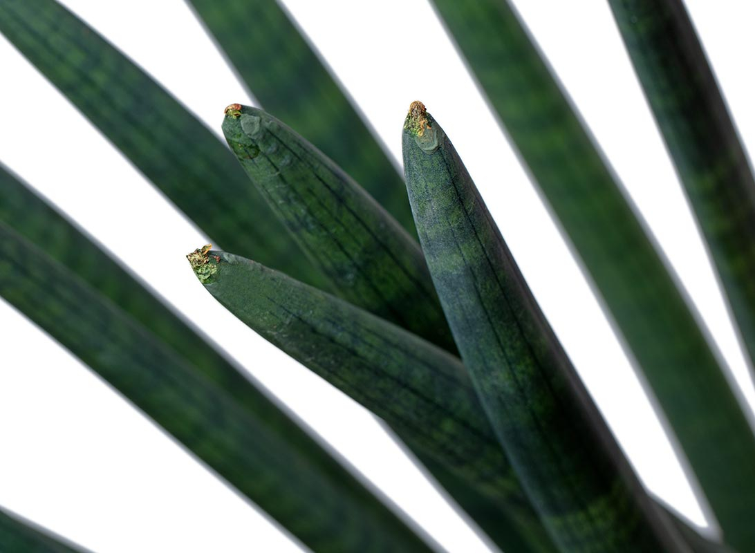 Sanseviera cylindrica