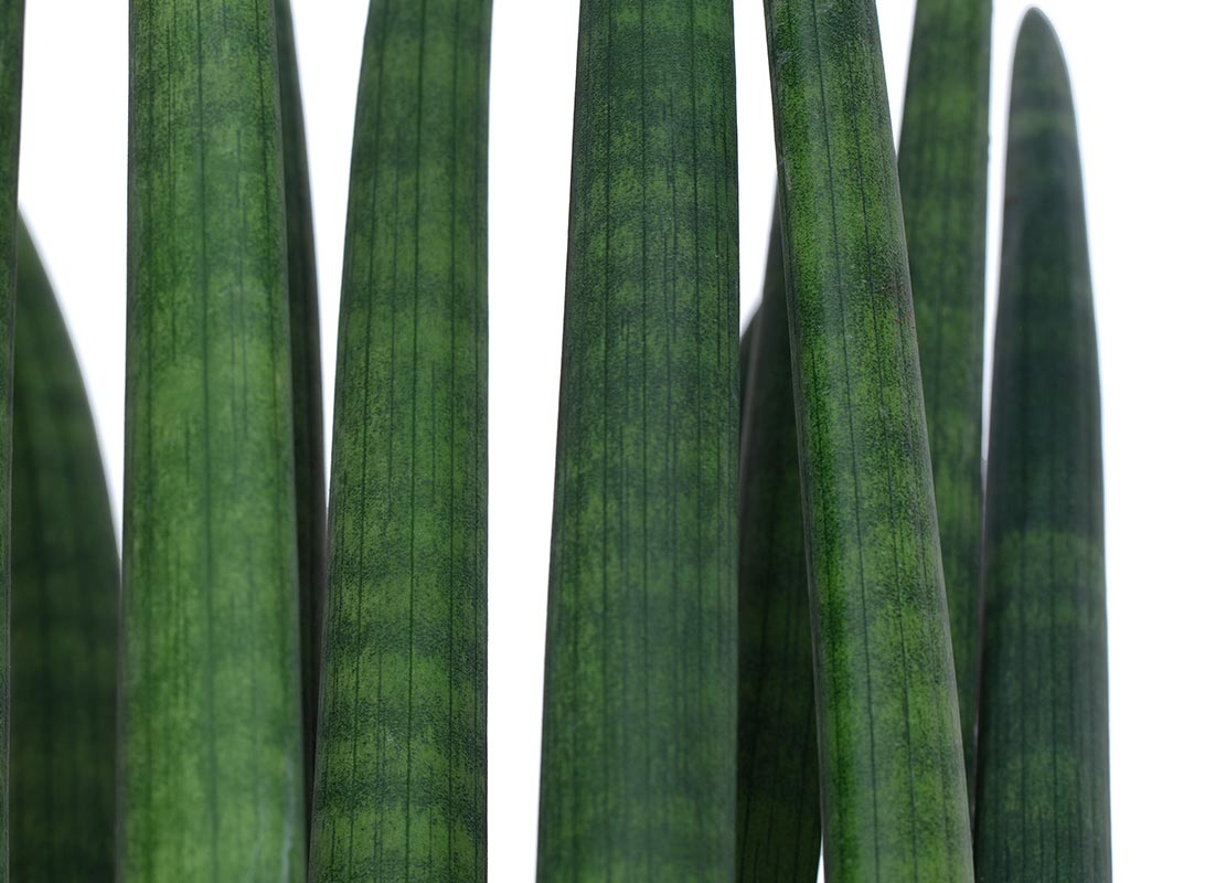 Sanseviera cylindrica