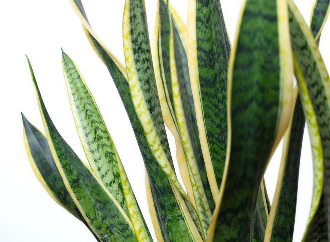 Sanseviera trifasciata laurentii
