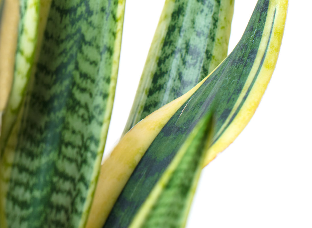 Sanseviera trifasciata laurentii
