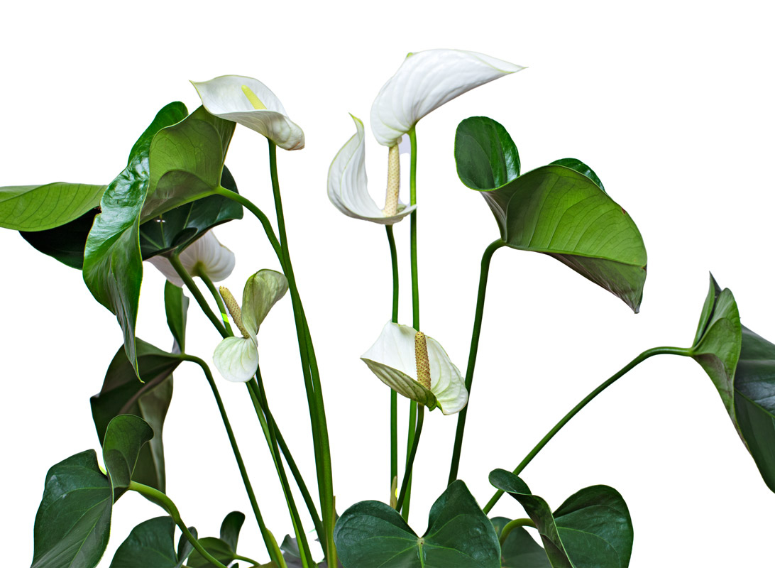 Spathiphyllum (Spatifillo)