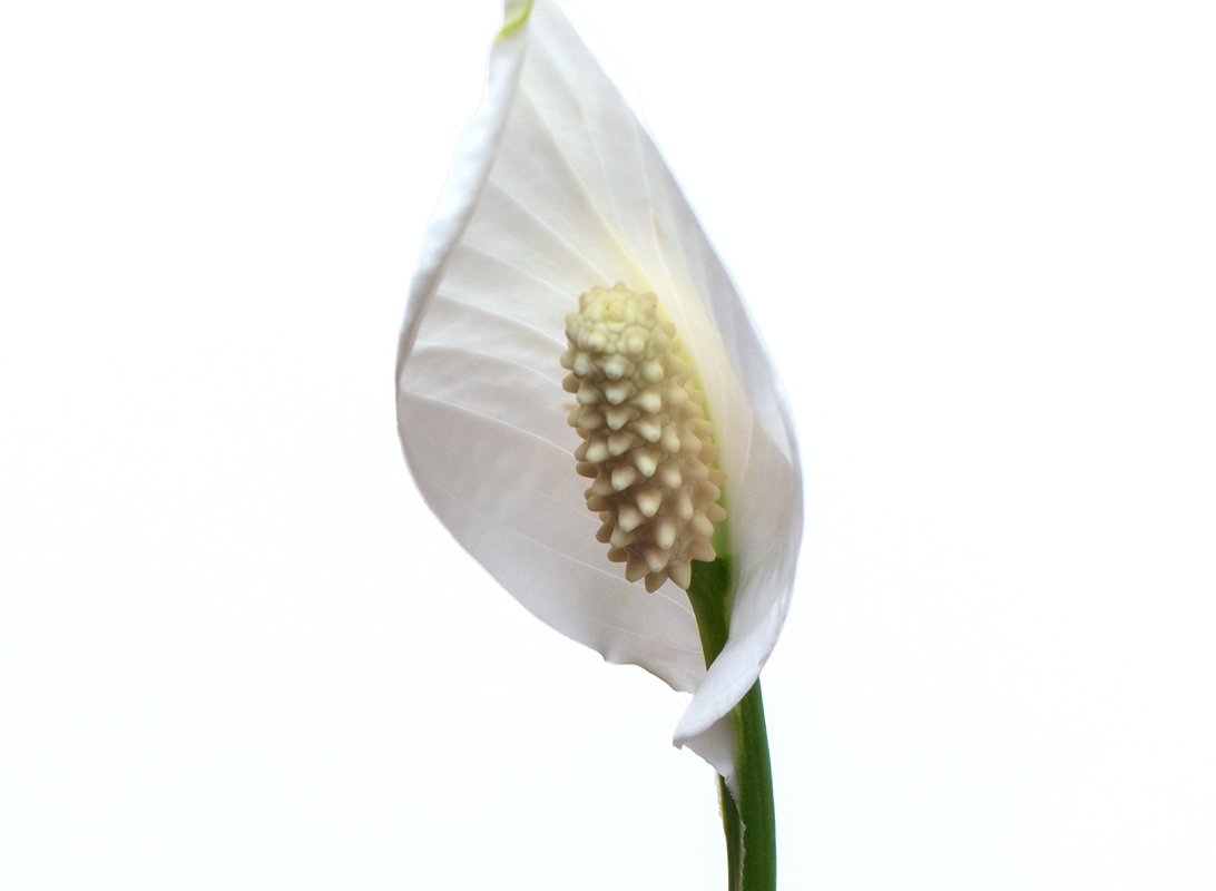 Spathiphyllum (Spatifillo)