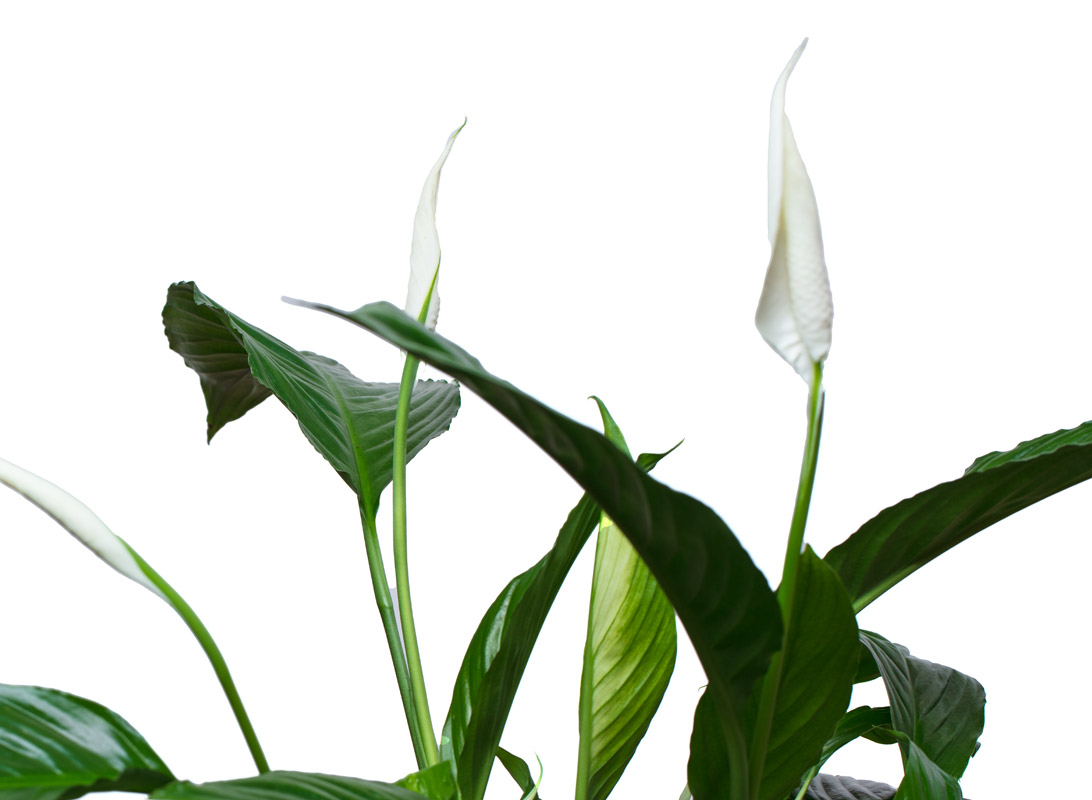 Spathiphyllum (Spatifillo)