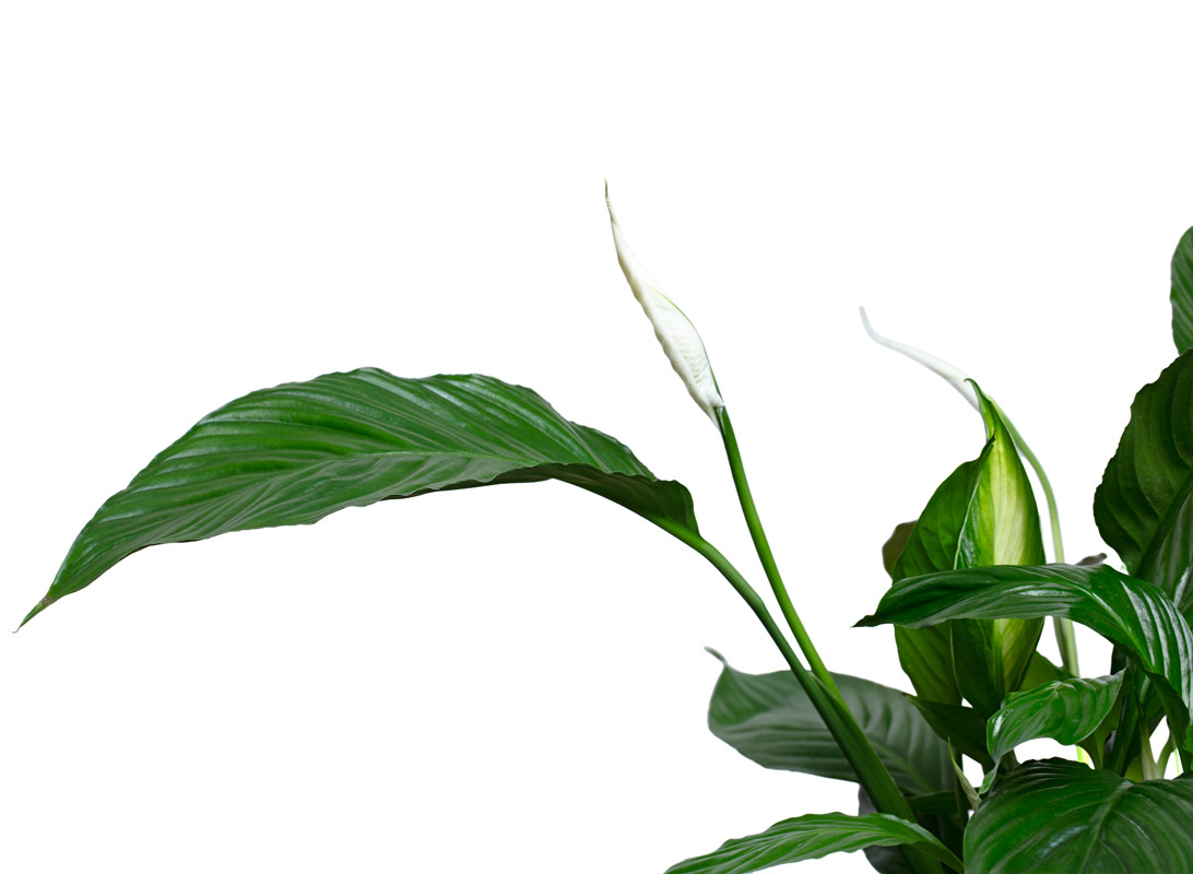 Spathiphyllum (Spatifillo)
