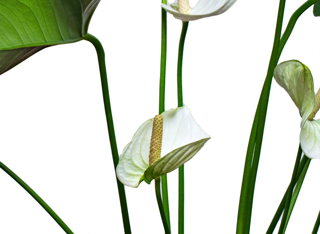 Spathiphyllum (Spatifillo)