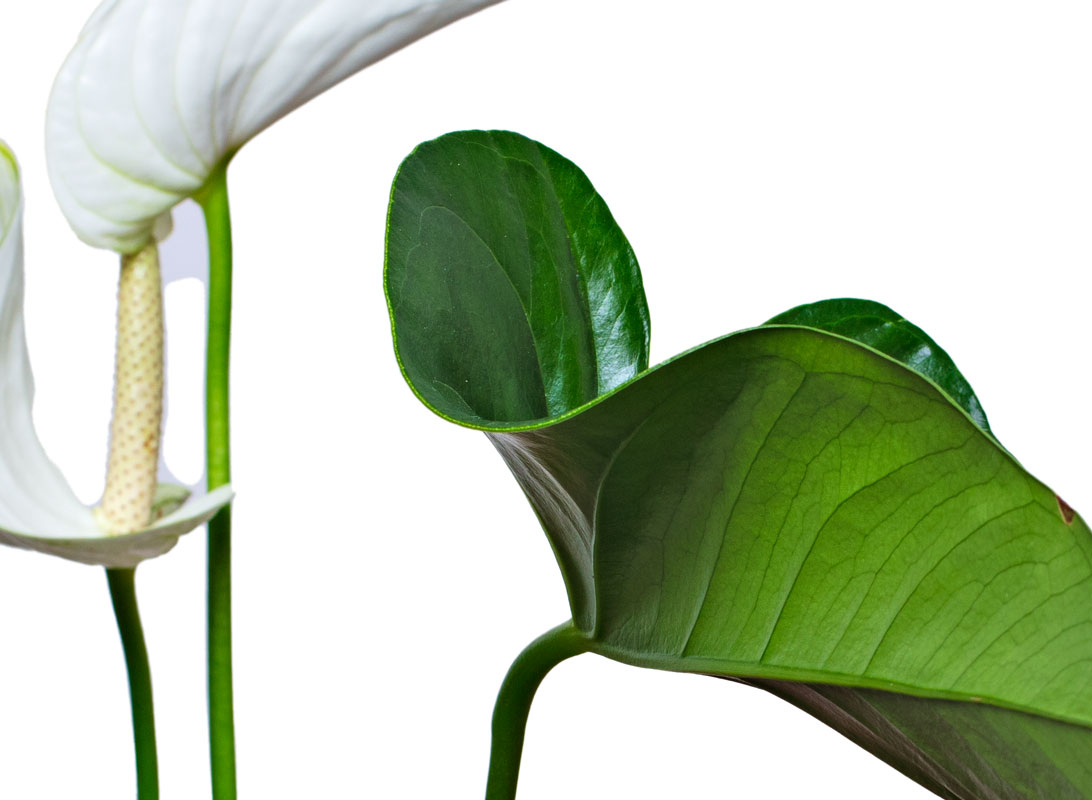 Spathiphyllum (Spatifillo)