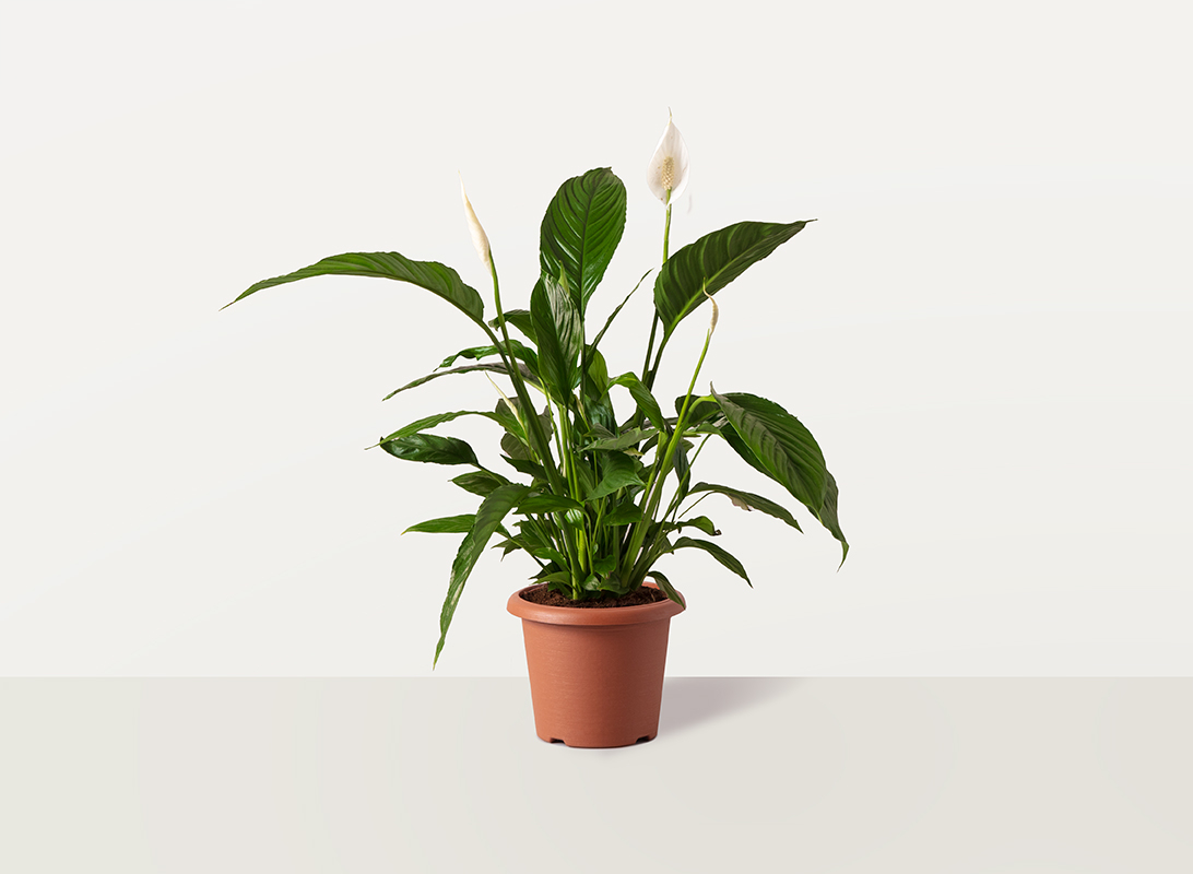 Spathiphyllum (Spatifillo)