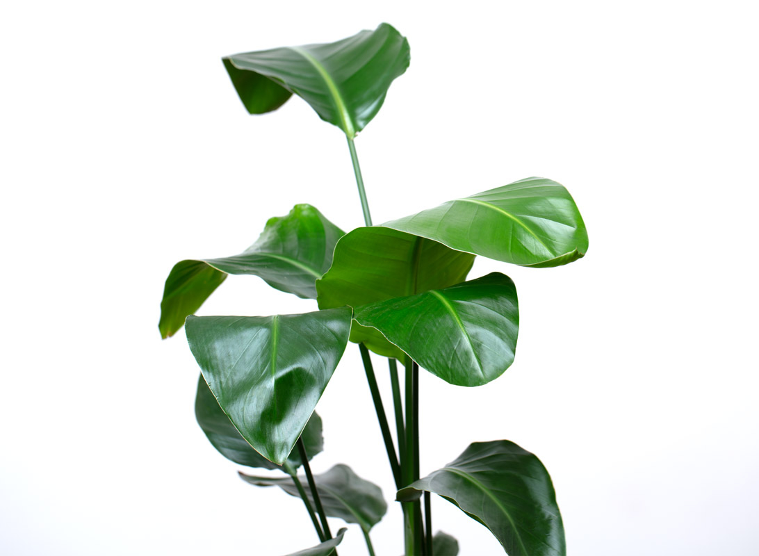Strelitzia augusta