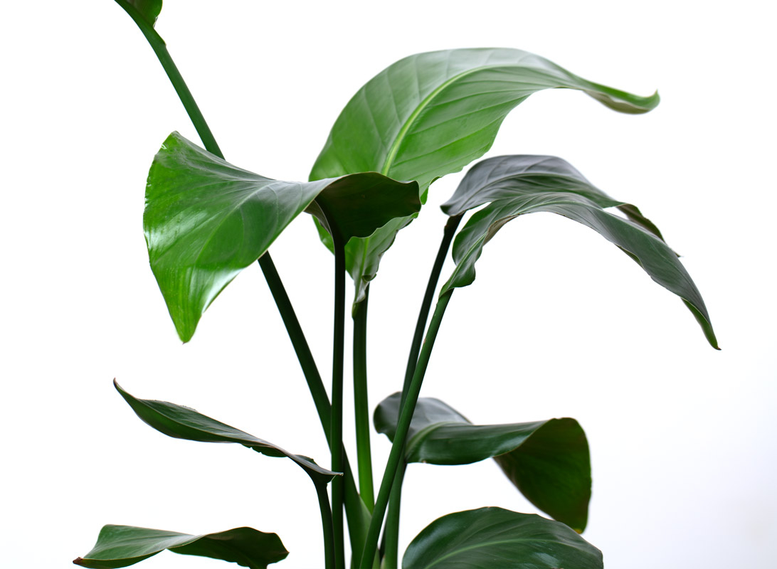 Strelitzia augusta