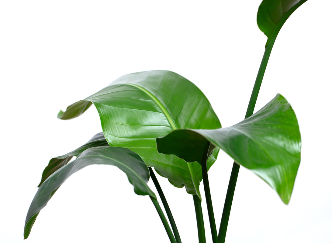 Strelitzia augusta