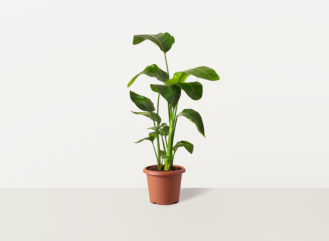 Strelitzia augusta