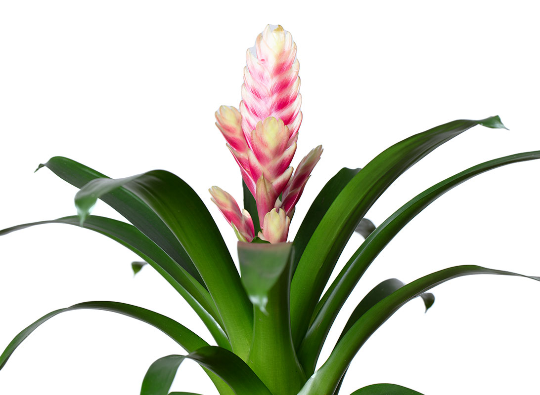 Tillandsia anita