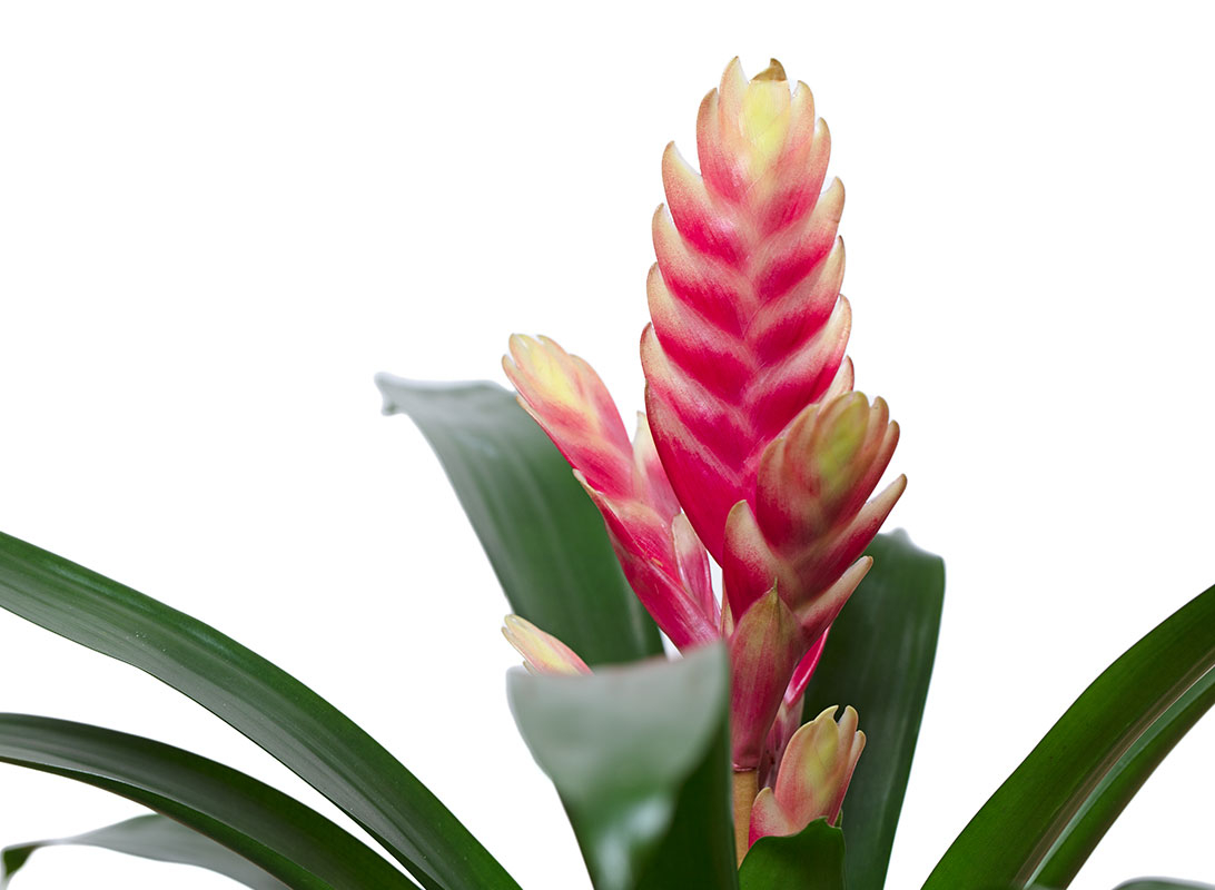 Tillandsia anita