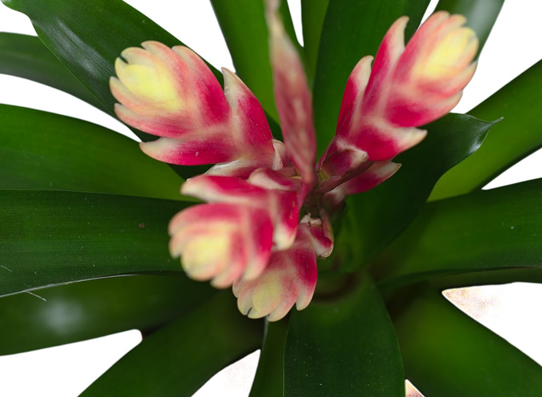 Tillandsia anita