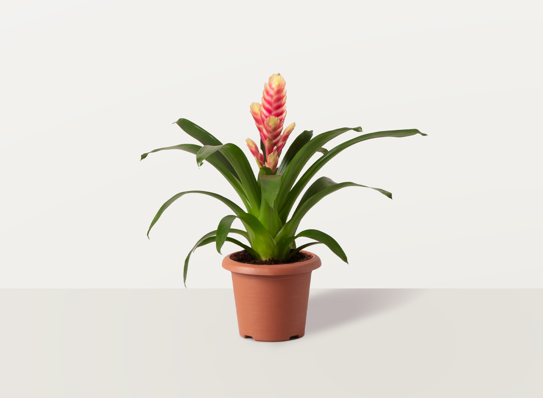 Tillandsia anita