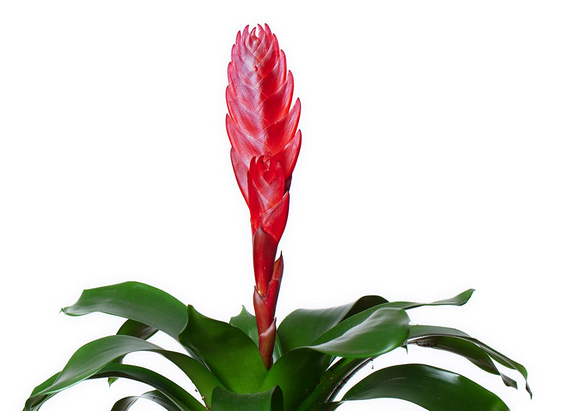 Tillandsia anita