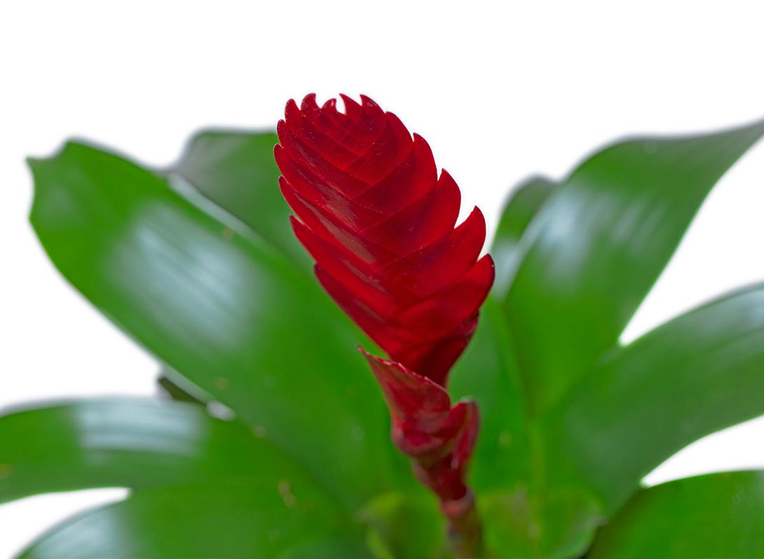 Tillandsia anita