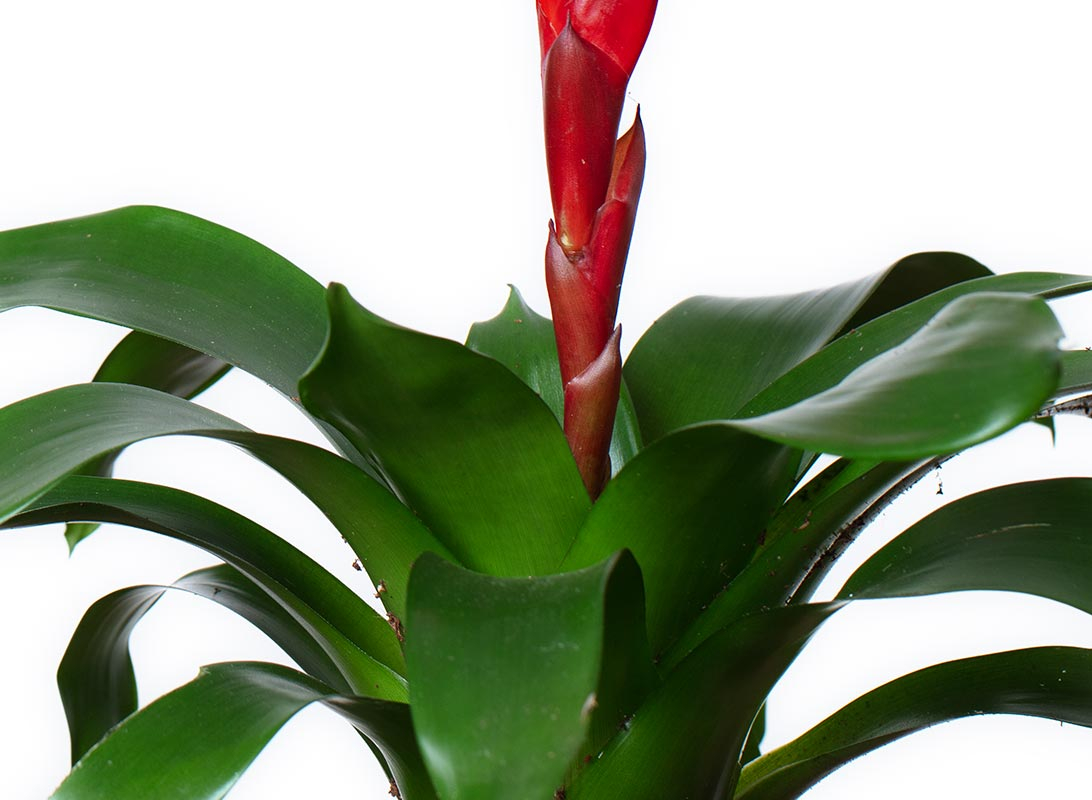 Tillandsia anita