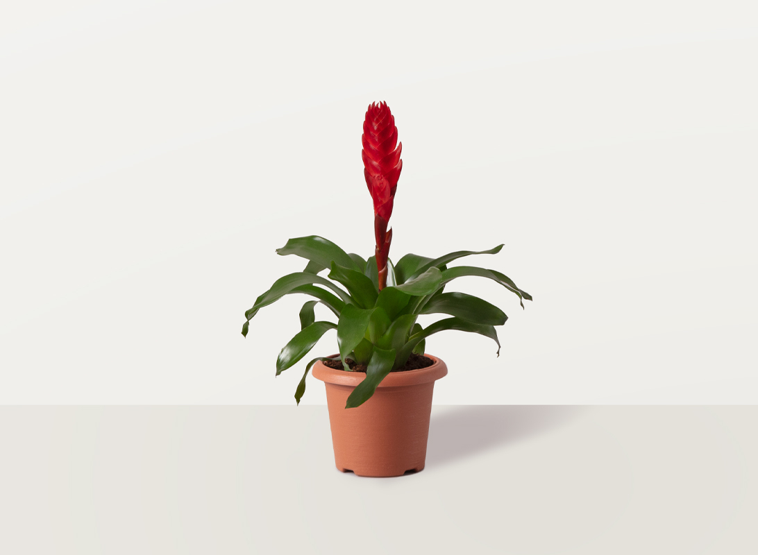 Tillandsia anita
