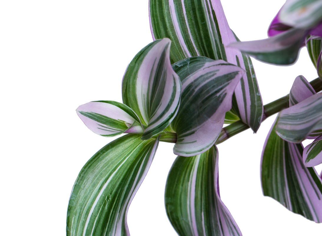 Tradescantia basket