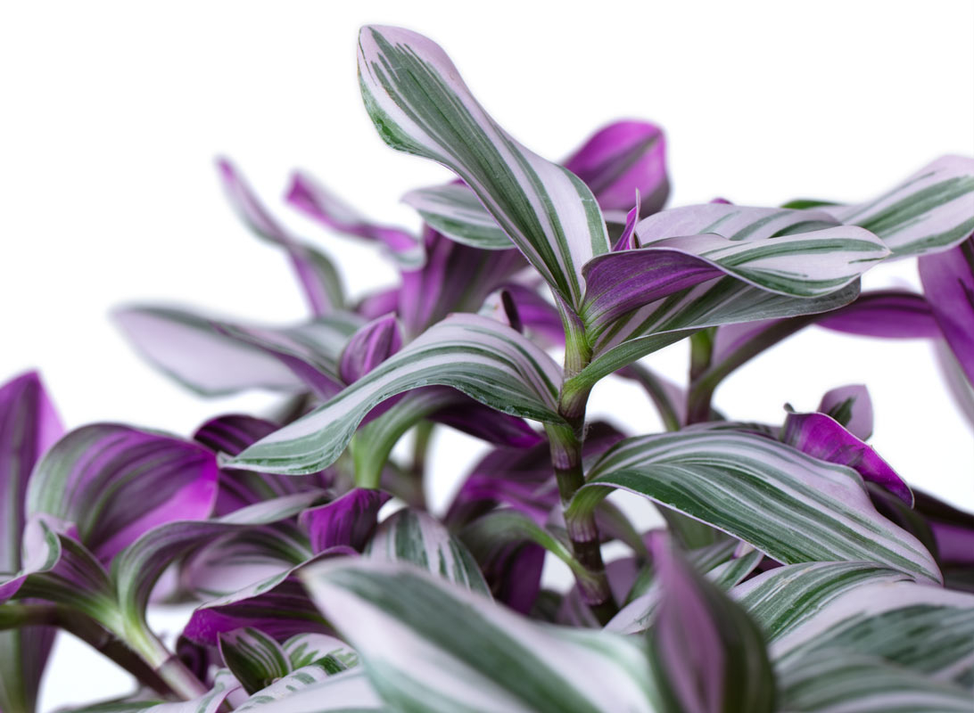 Tradescantia basket
