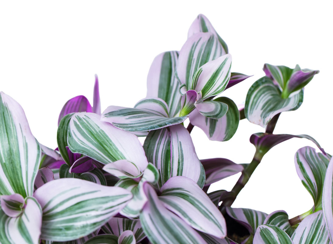 Tradescantia basket