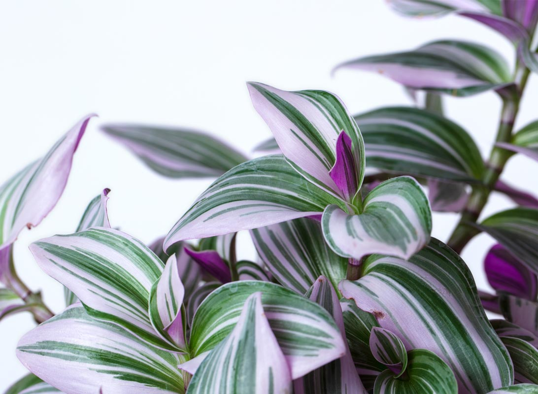 Tradescantia basket