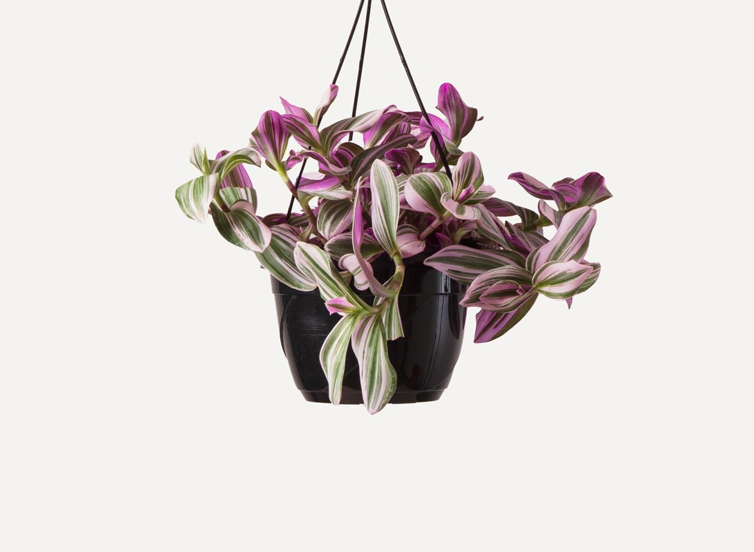 Tradescantia basket