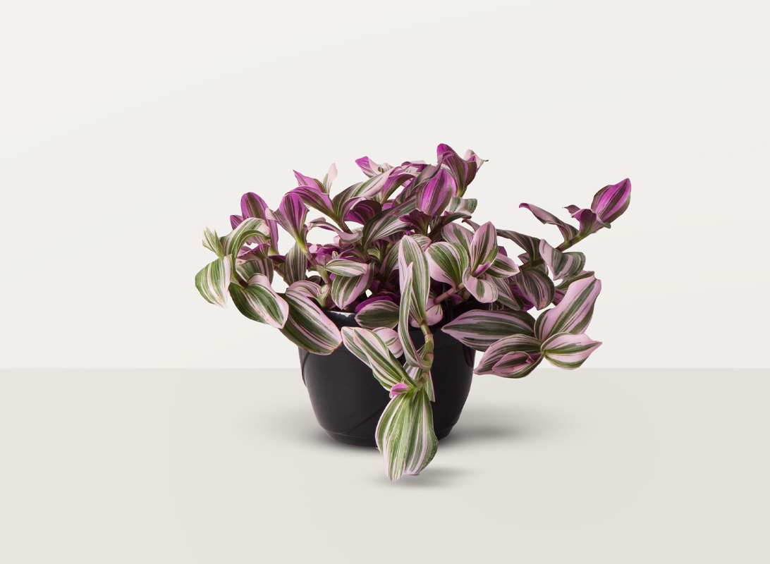 Tradescantia basket