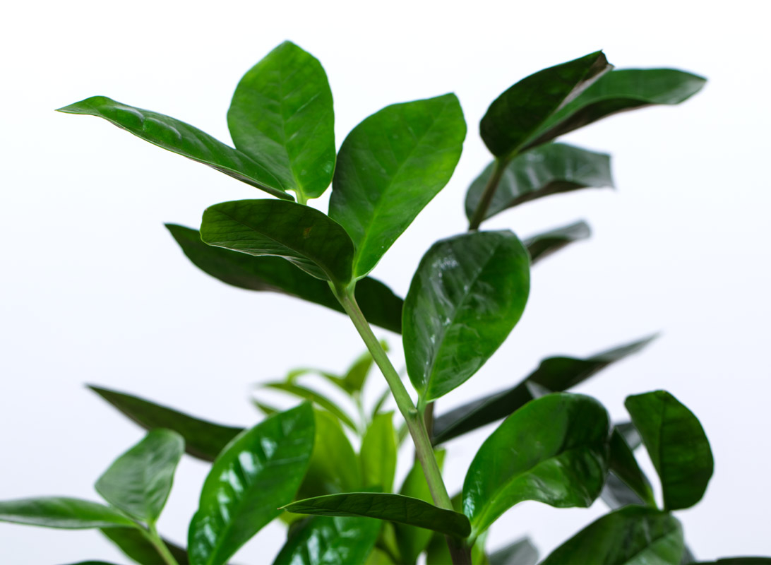 Zamioculcas zamiifolia