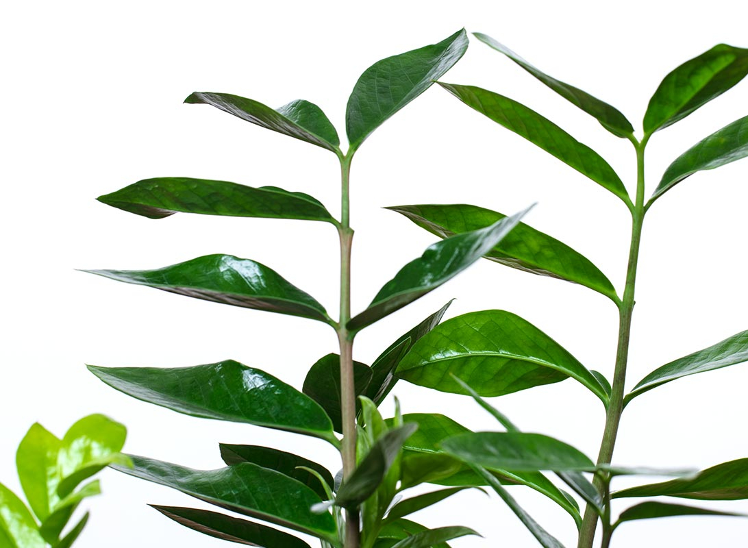 Zamioculcas zamiifolia