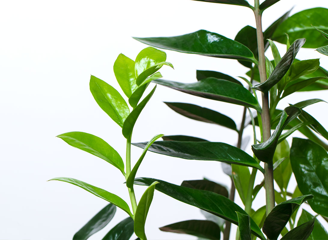 Zamioculcas zamiifolia