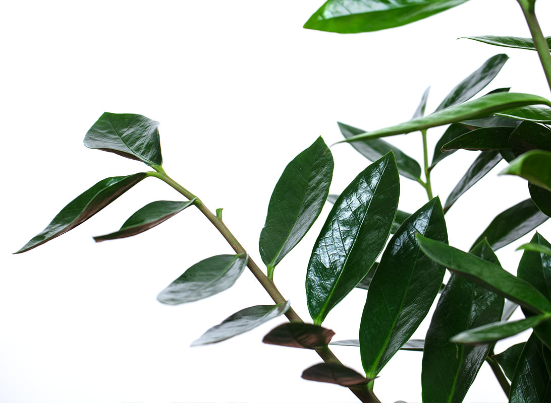 Zamioculcas zamiifolia