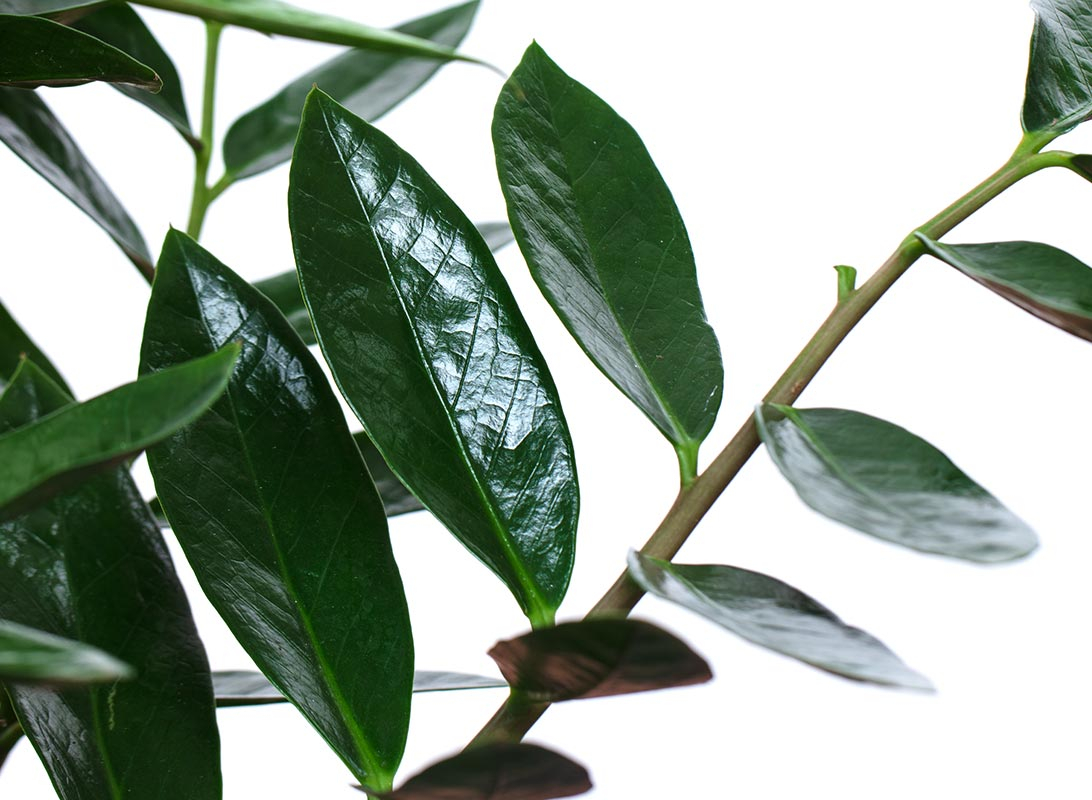 Zamioculcas zamiifolia