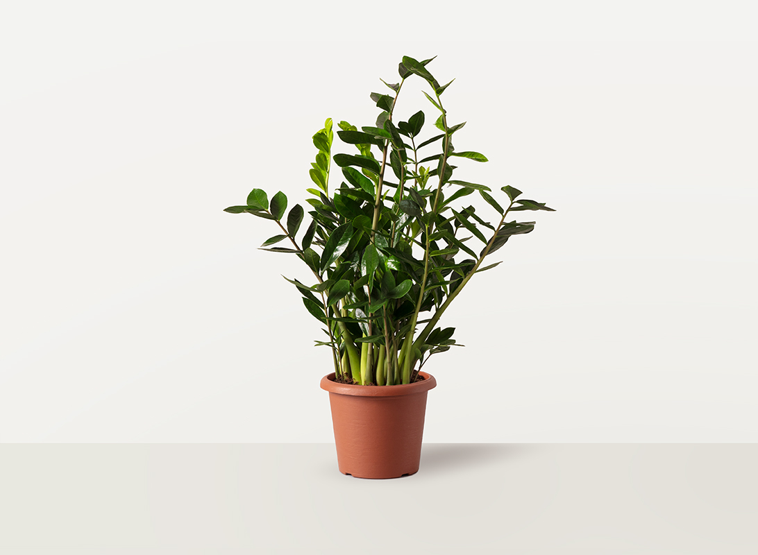 Zamioculcas zamiifolia