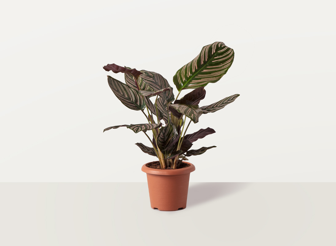 Acquista Calathea Roseopicta Dottie S (Pianta che si muove) online